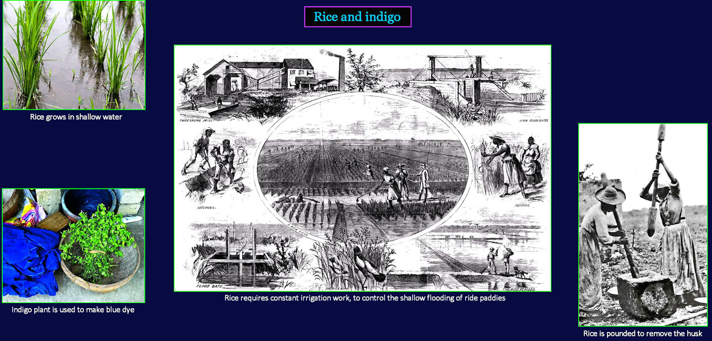Rice and Indigo plantations, 1800